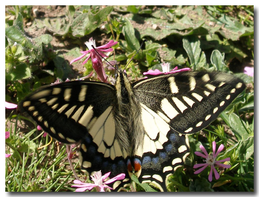 Farfalle diurne di primavera